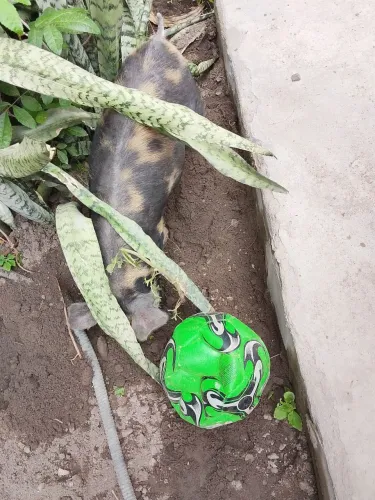 Porco caipira 2meses