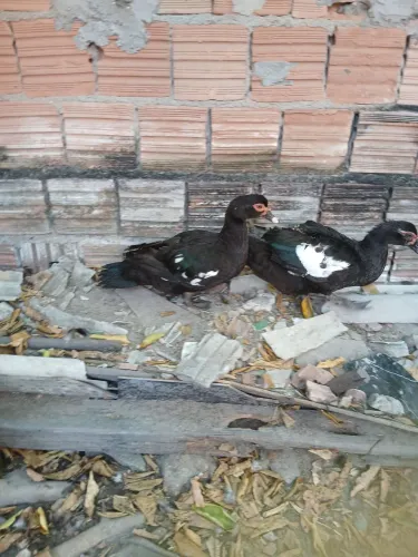 Vendendo 2 patas do Mato com asa branca