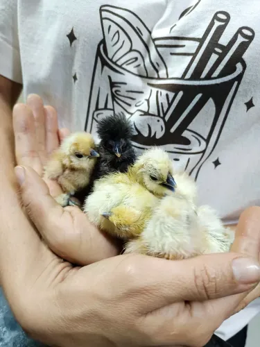 Pontinhos de galinhas Sedosas do Japão