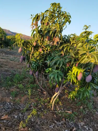 Fazenda de Manga Palmer - Paramirim/Ba 8,5 Ha + energia solar + rio