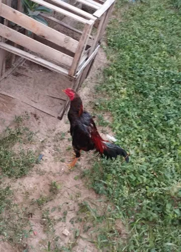 Frango carioca de procedência