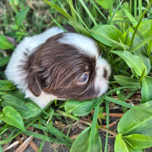 Shih-tzu fêmea