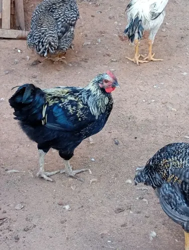 Frango canadense 