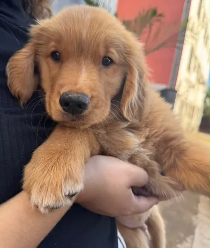 Filhote Golden Retriever