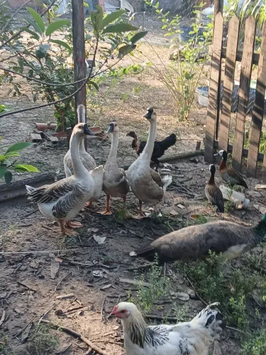 Patos disponível 