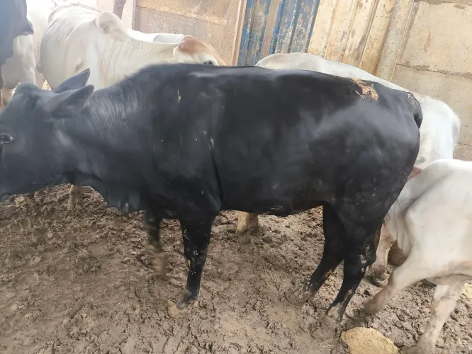 Lote 7 novilhas qualidade R$2800 cada