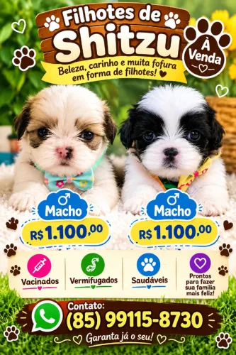Filhotes de shitzu vacinados e vermífugados