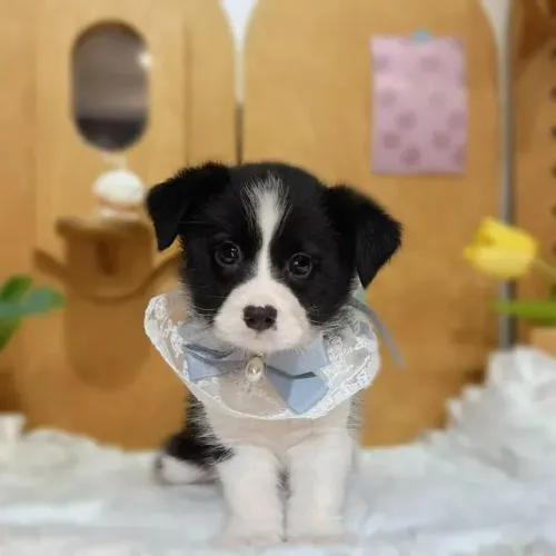 Cachorro filhote Border Collie com excelente linhagem e estrutura