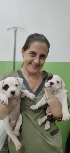 Filhote American Bully com Pedigree 