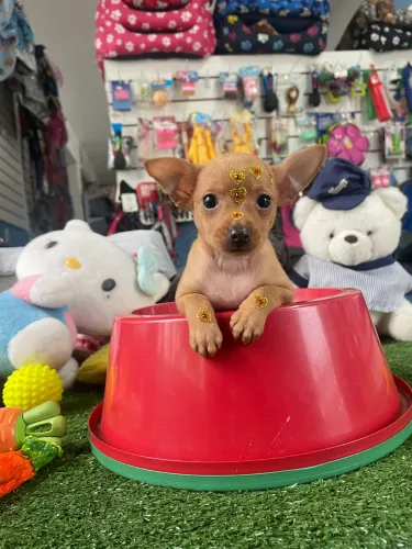 Pinscher fêmea na cor caramelo $2.500,00