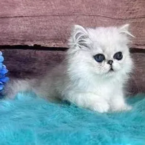 Gato Persa Chinchila