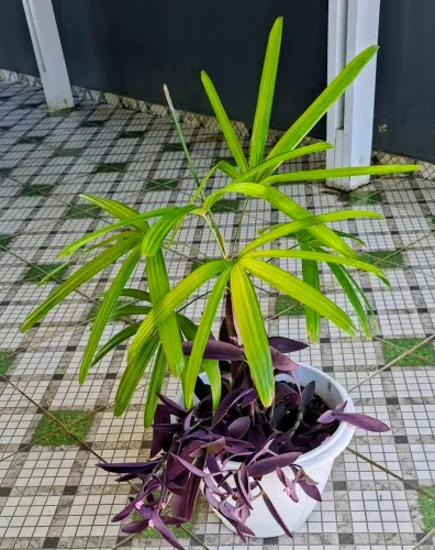 Vendo