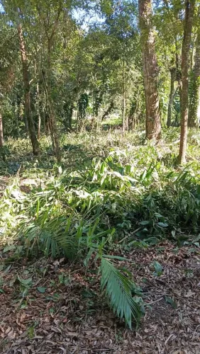 Vendi terreno no Rio das Pedras/Antonina/Paranagua