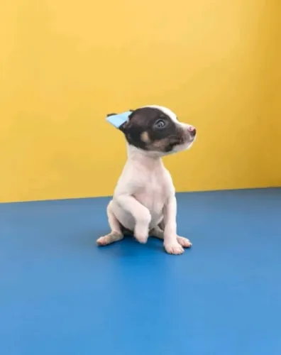 Pet Educado e Carinhoso
