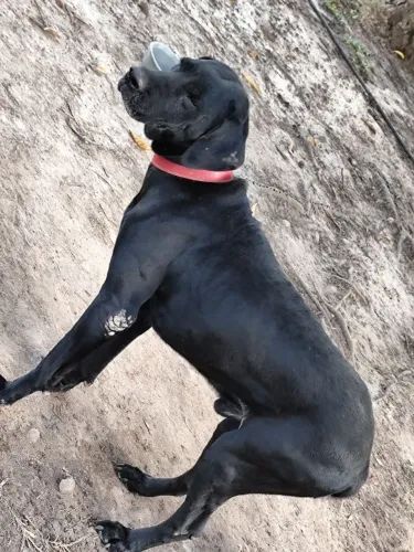 Dog alemão para doação 