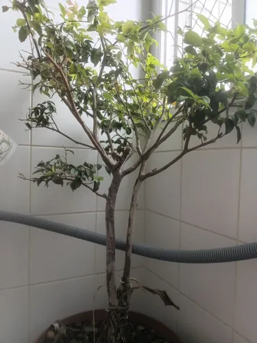 Planta Jaboticabeira 80cm + vaso ambiente interno e externo.