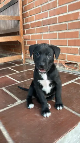 Doação cachorro