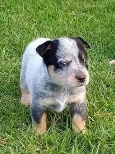 Blue heeler filhotes 