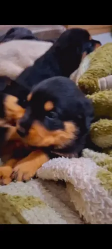 Filhotes de rottweiler