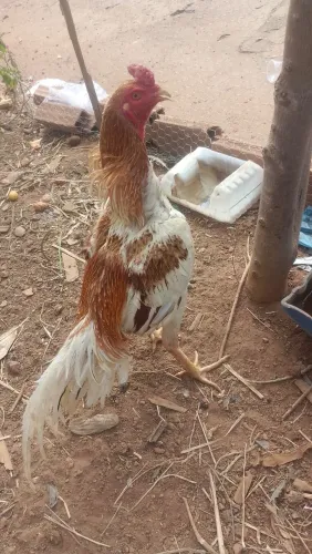 Galo e galinhas indio