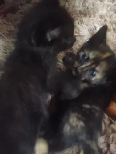 Doação de gatos