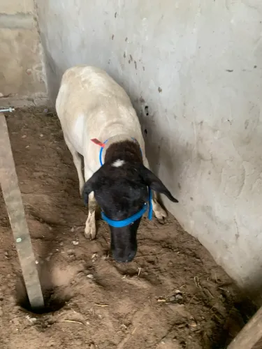 Vende-se ovelhas e carneiros