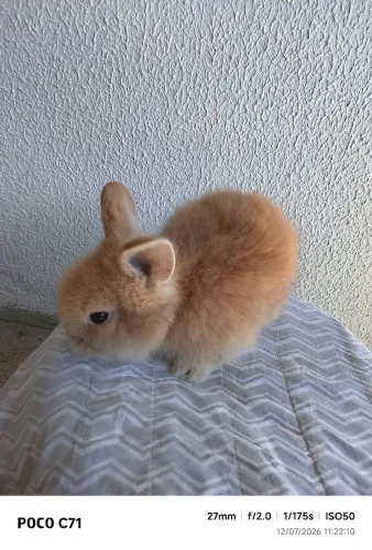 Vendo filhote coelho mini Lion