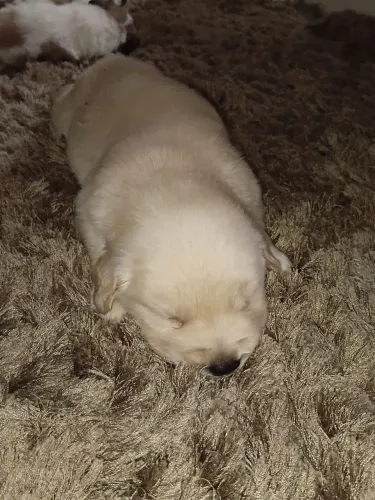Vendo golden retriver macho