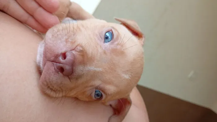 disponíveis filhotes pitibull american bullyg