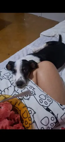 Cachorro macho para adoção