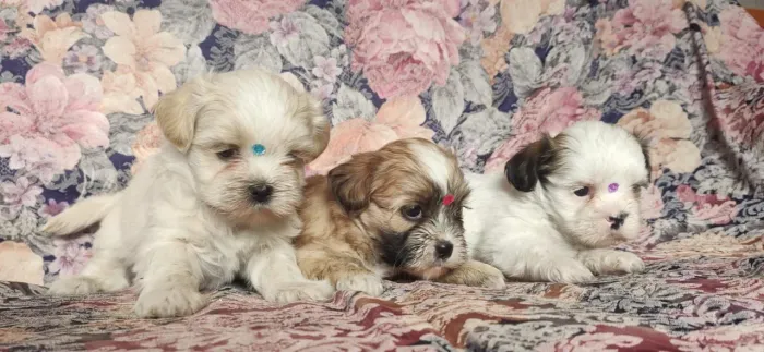 LHASA APSO