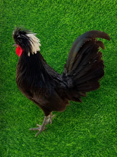 Polonesa