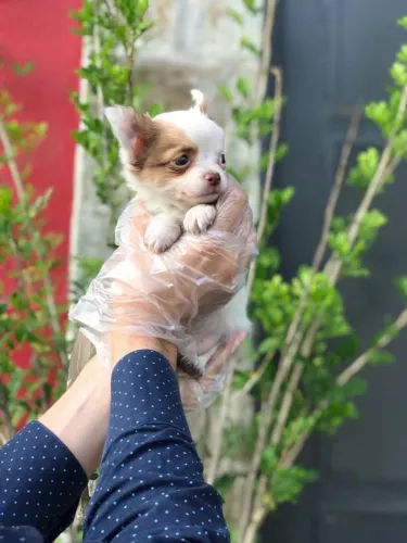 Chihuahua Pelo Longo Fêmea Super Peluda | Contrato e Garantias