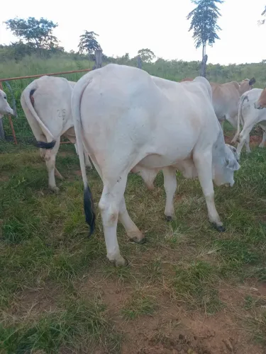 Gado nelore 
