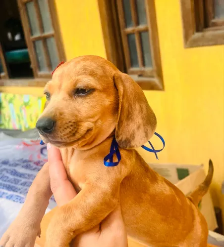 Dachshund Teckel mofadinho marrom alaranjado ( Alerquim) machos 