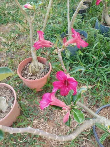 Rosa do Deserto