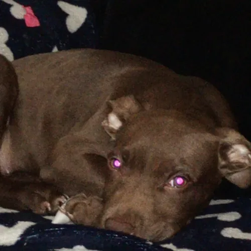 Pit Bull disponível