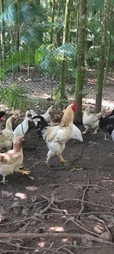Galo