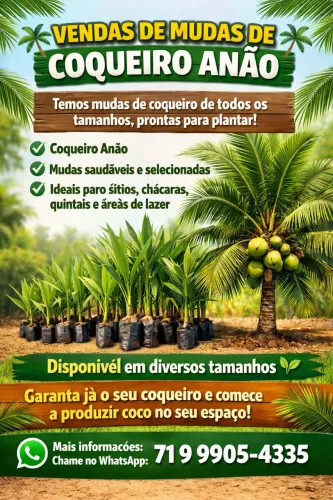 Mudas de coqueiros 