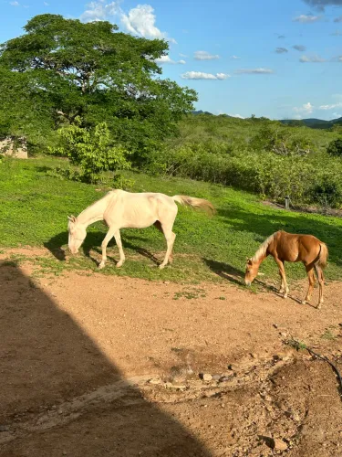 Venda de cavalos e potros 
