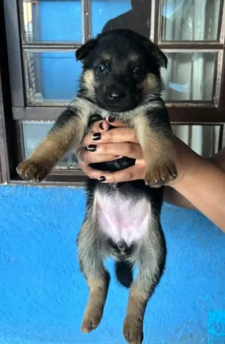 Vendo pastor alemão