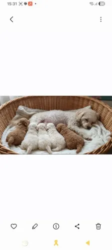 Filhotes poodles a venda