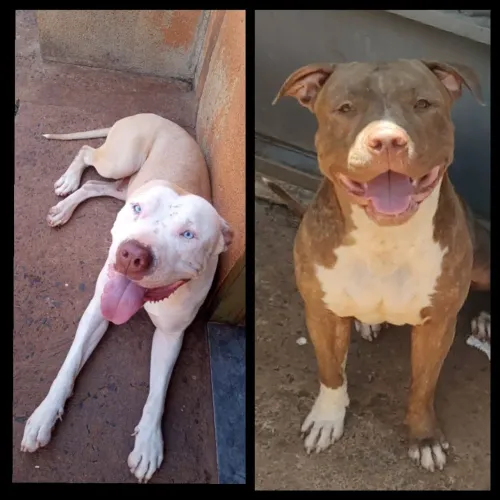 Vendo filhotes de pitbull red nouse