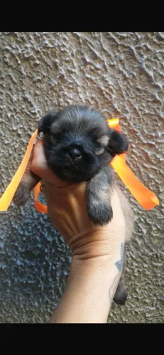 Filhote DE Shih tzu fêmea marrom