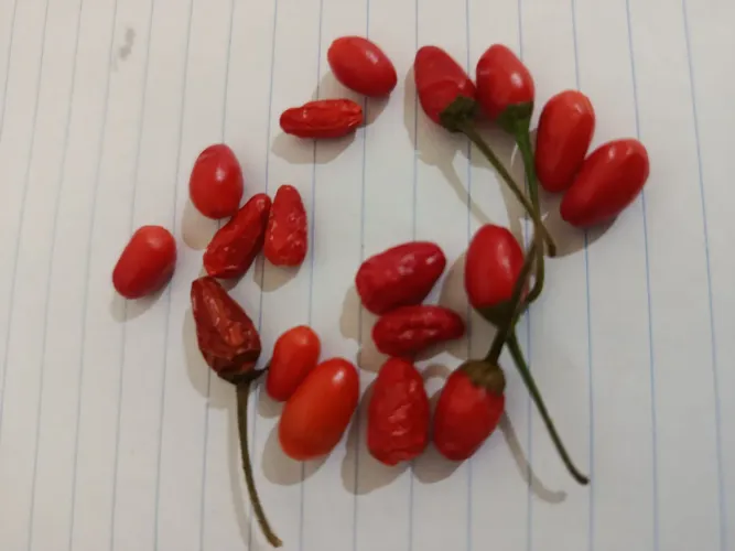 Semente pimenta cumari