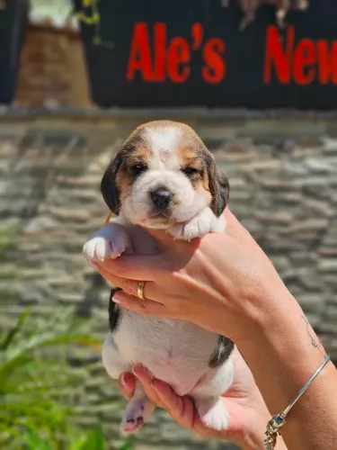 Beagle | Conheça nossa Estrutura