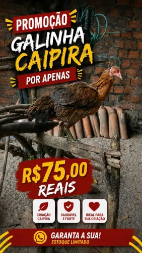 VENDO GALINHA CAIPIRA PROMOÇÃO