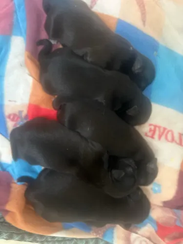 Vendo filhotes de Shitzu black mini fêmeas