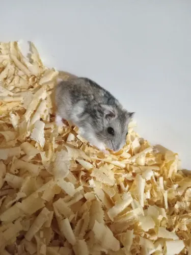 Hamster Anão Russo