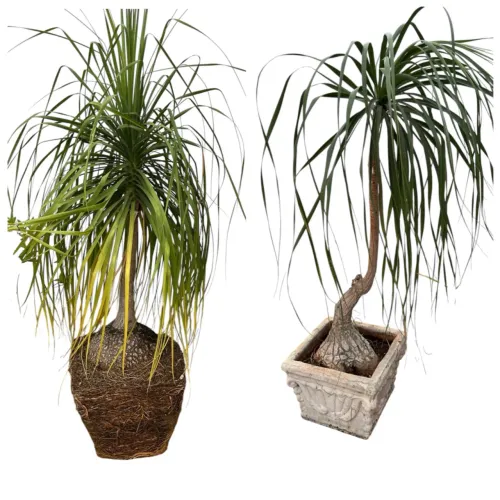 Vendo Par de Pata-de-Elefante Grandes e Adultas - Plantas Ornamentais
